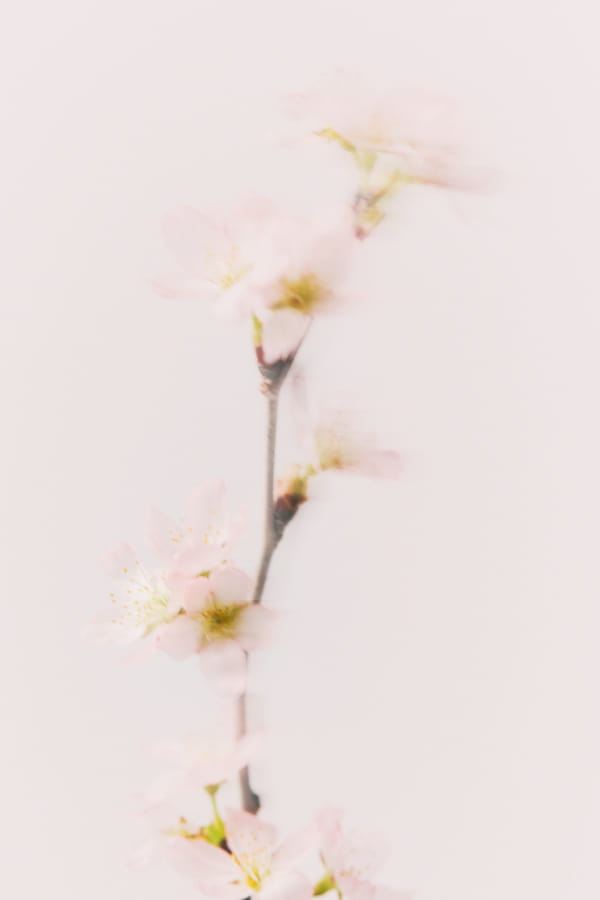 SAKURA COLLECTION 桜を纏う。優れた保湿・湿潤性があるサクラエキス